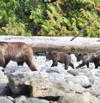 Mother black bear with three cubs on shore of northern BC