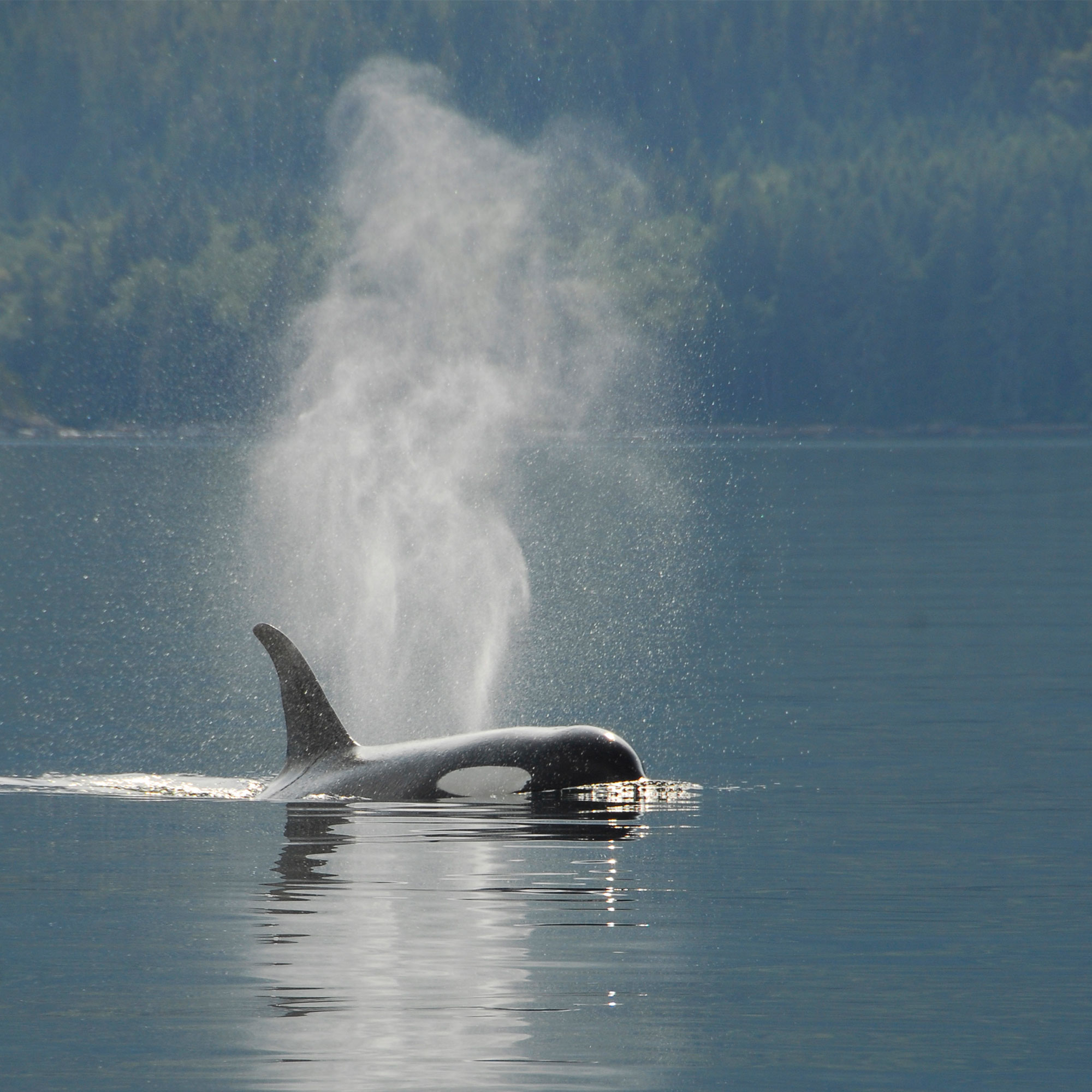 Orca Killer Whale Breaching and Blowing Mist into Blue Landscape in Coastal BC