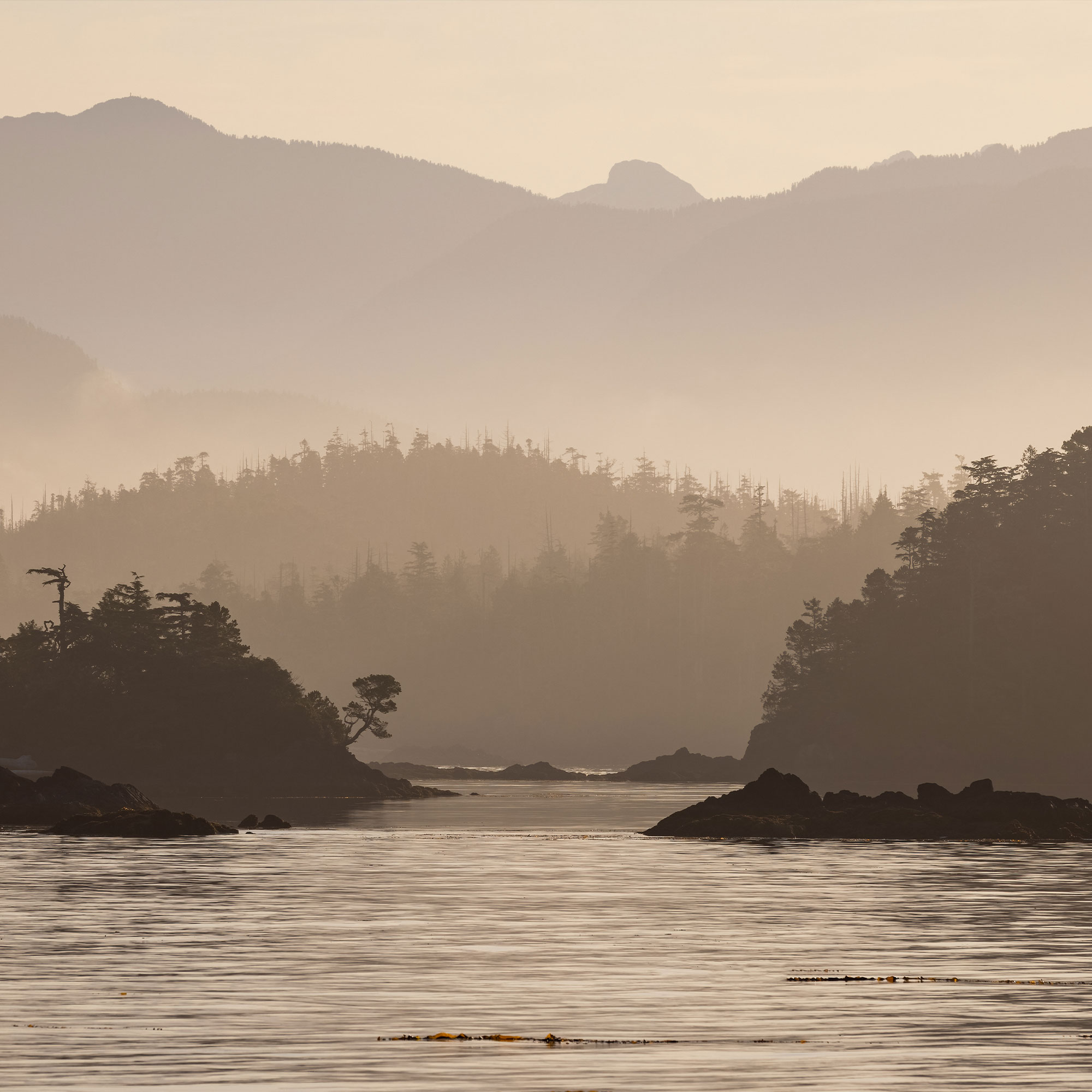 Golden Coastal BC Wilderness Landscape of Layered Mountains and Forested Trees