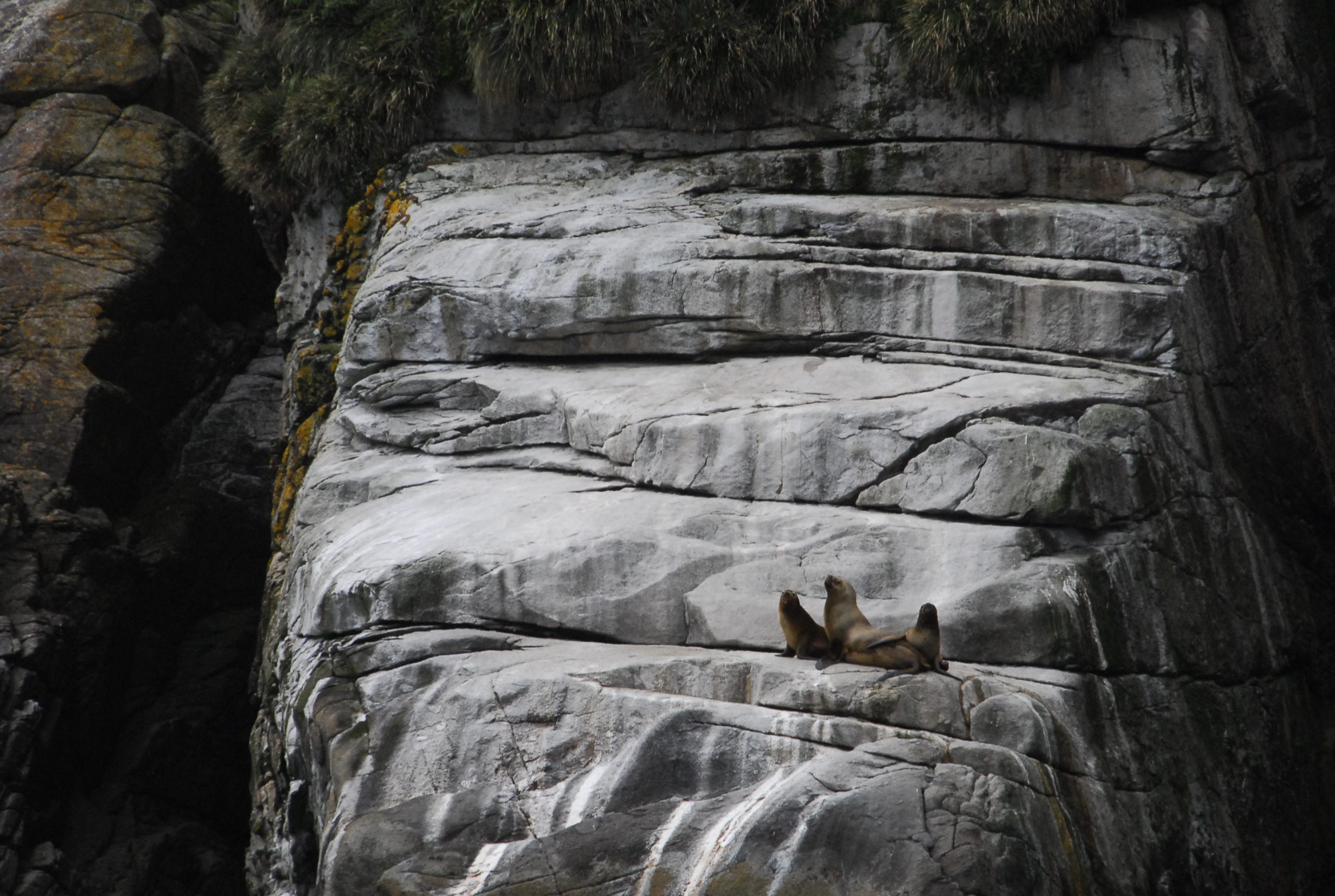 Three Steller Sea Lions Sit Atop Large Grey Rocky Cliff