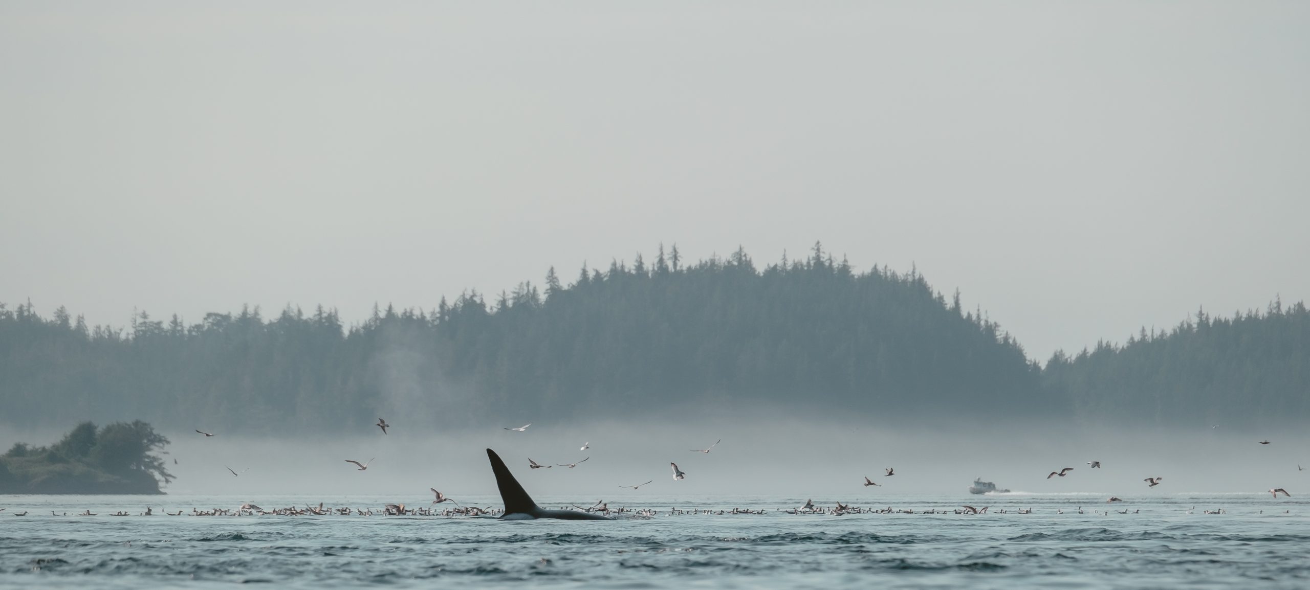 Orca Fin Appears out of Water with Seabirds Surrounding in Coastal BC