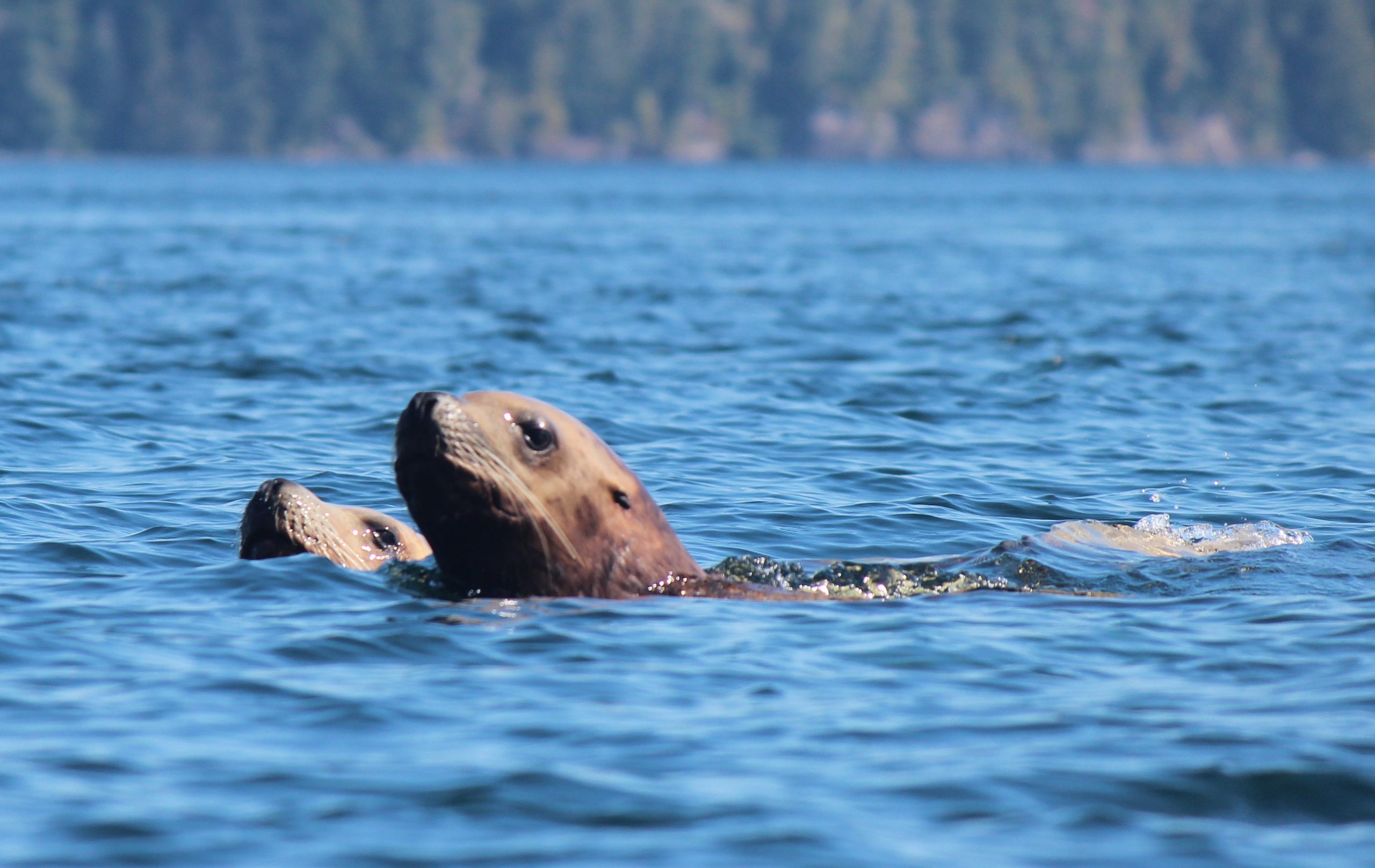 Small Group of Steller Sea Lions Swimming in Coastal BC