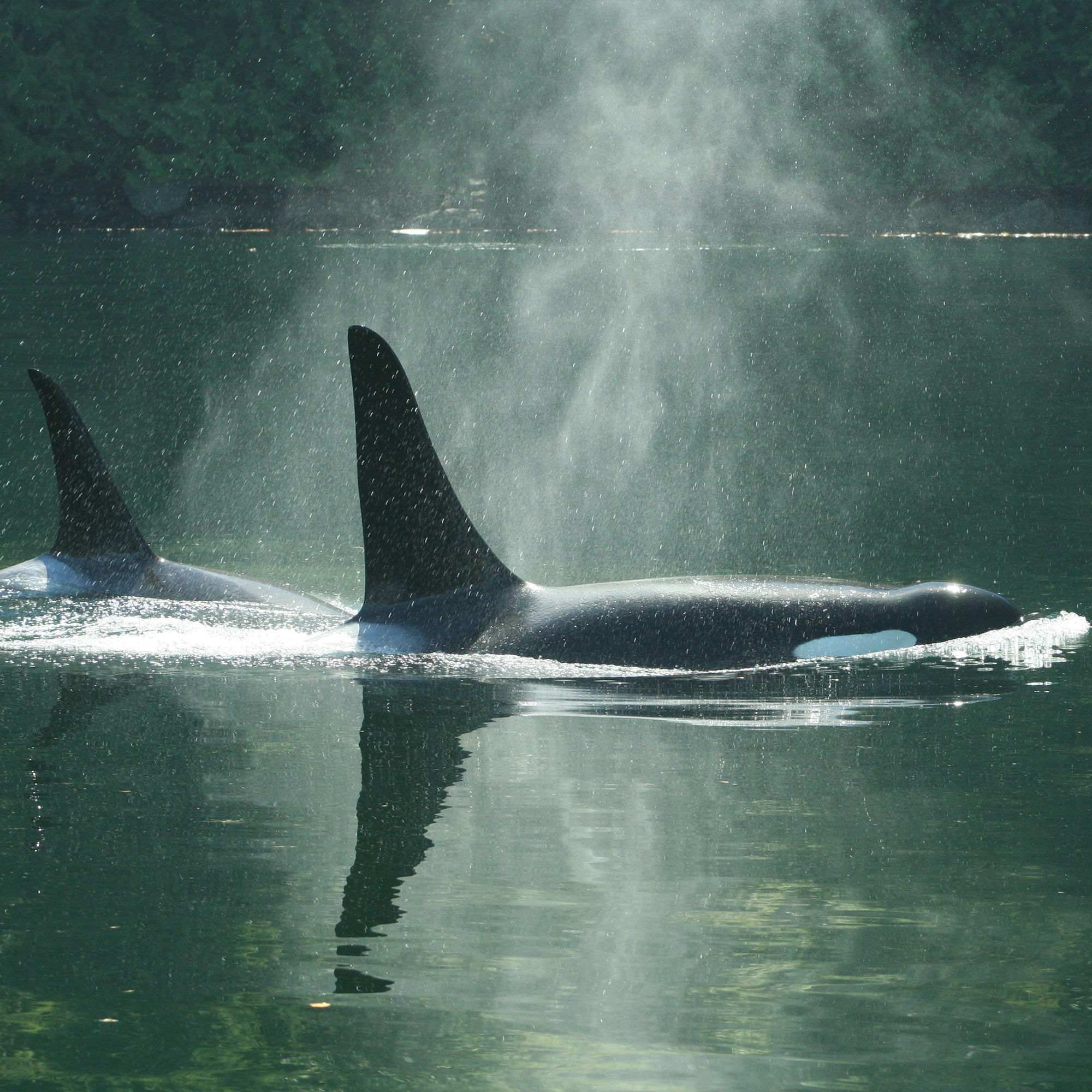 Two Orca Killer Whales Swimming in Johnstone Strait, Coastal BC