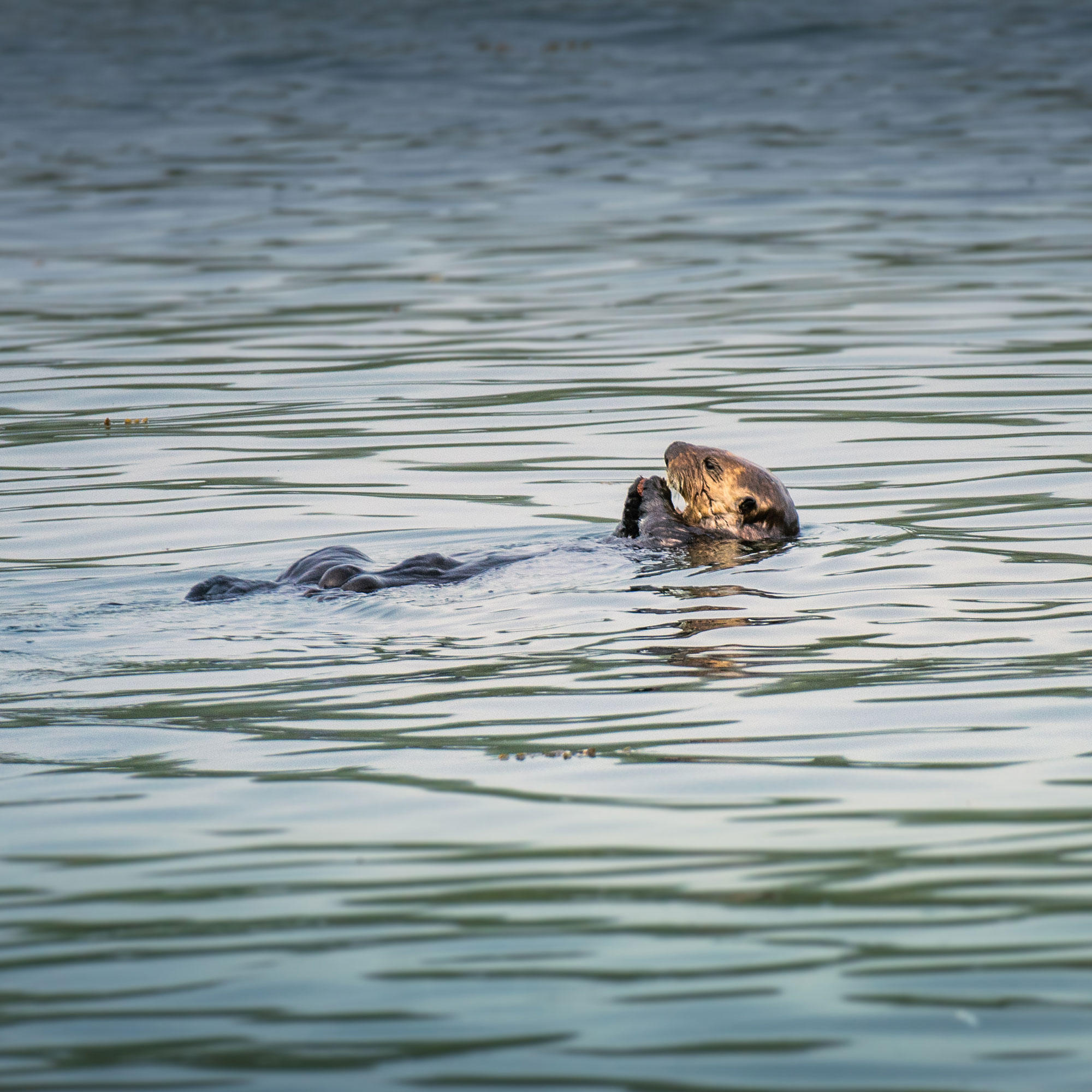 Sea Otter Swimming Backward with Head out of Water Eating Food