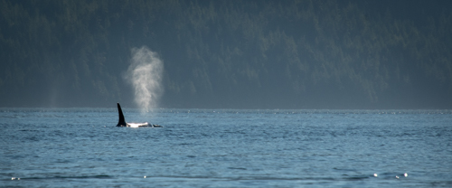 Orca Whale in the distance