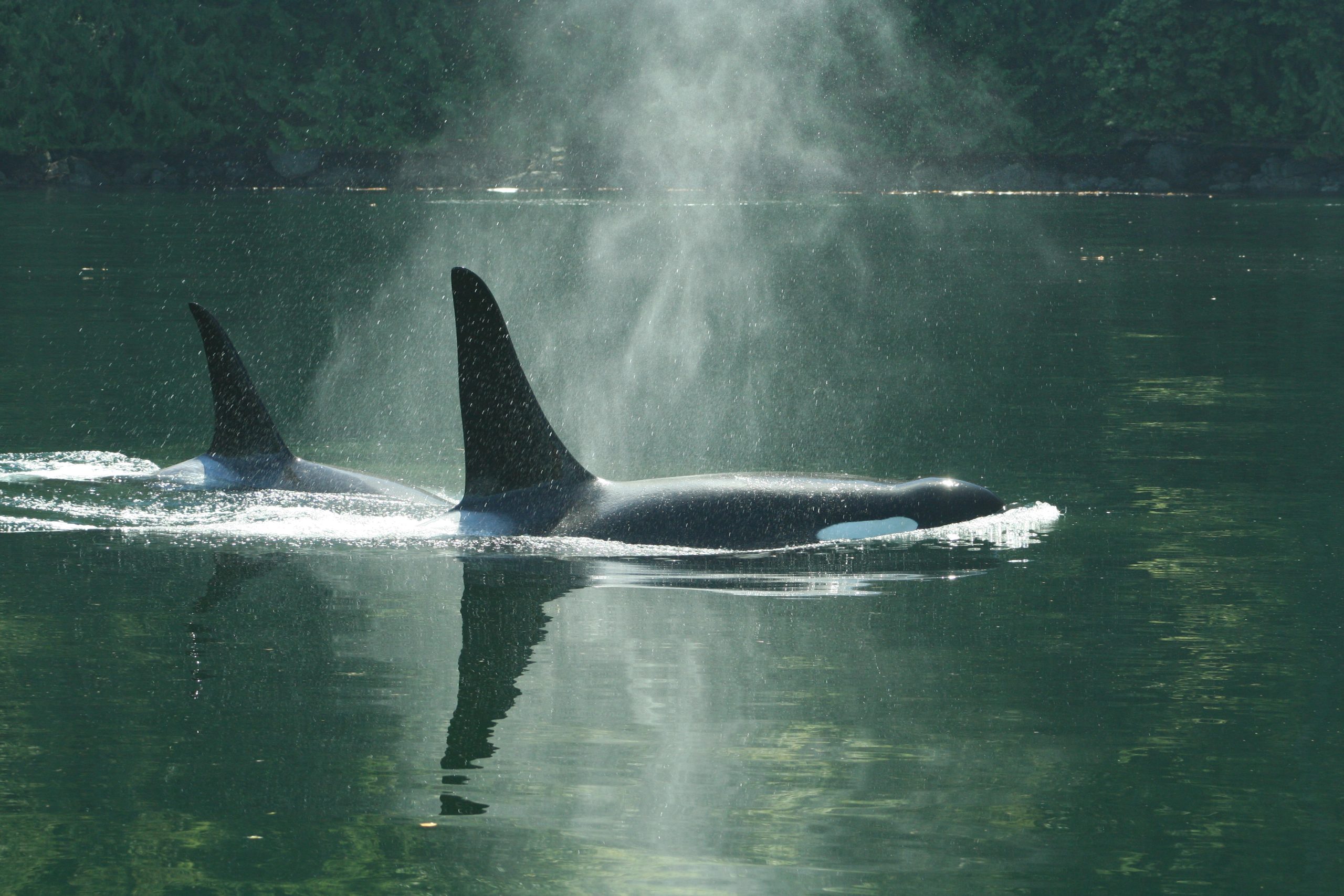 Two Orcas Swim in Johnstone Strait in Coastal BC