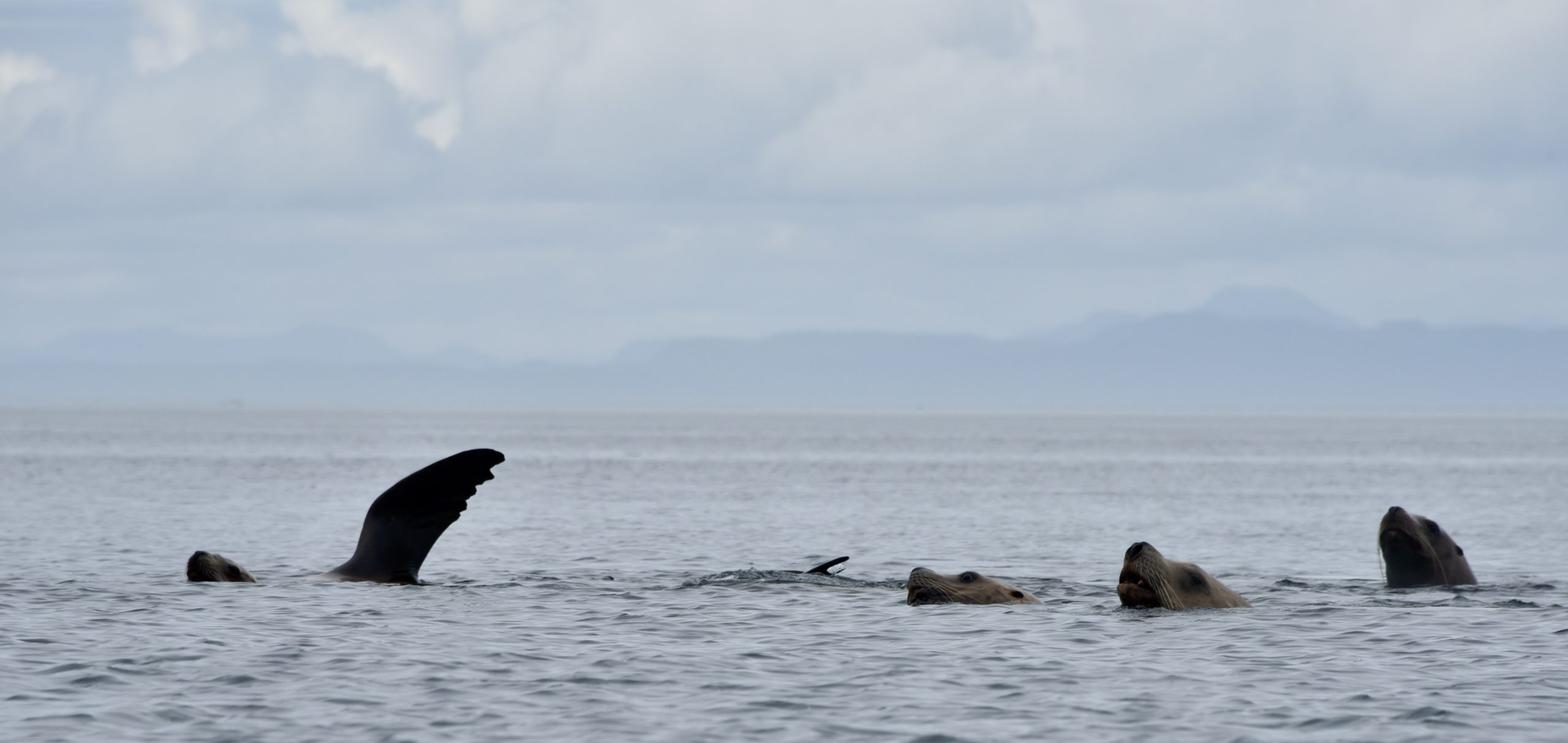 Small Group of Steller Sea Lions Swimming in Coastal BC