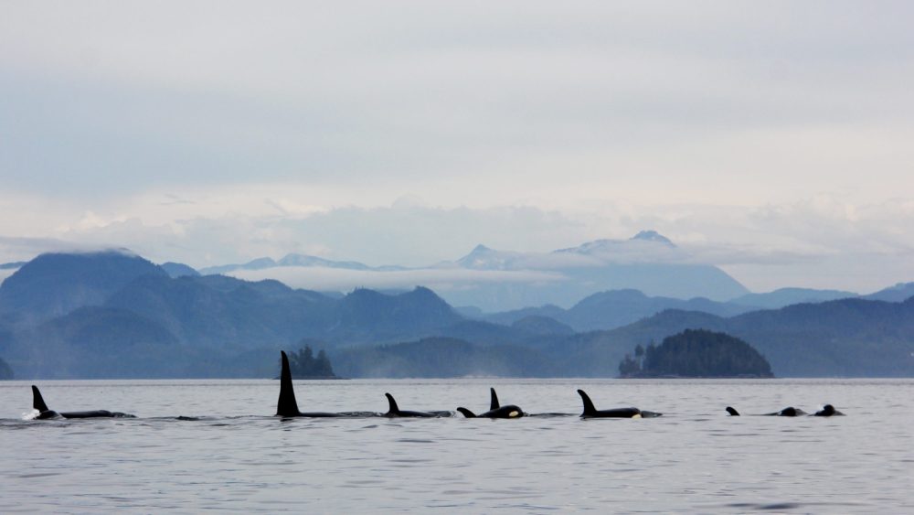 Pod of Orca Whales Swimming in Salish Sea with Mountainous Backdrop