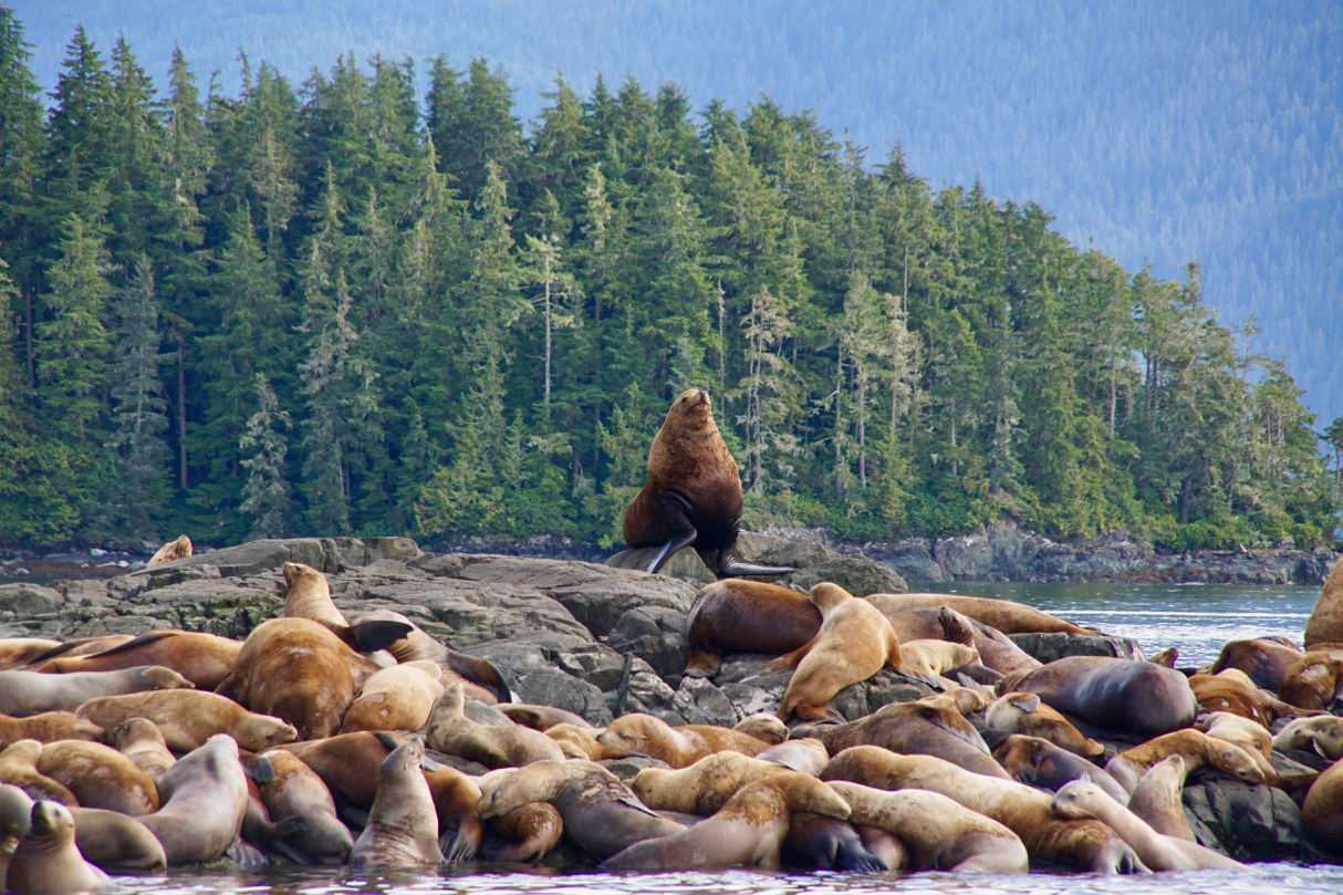 Colony of Steller Sea Lions on Rock with Forested Background