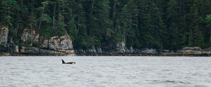 Killer whale surfacing along BC coastal treelike from afar