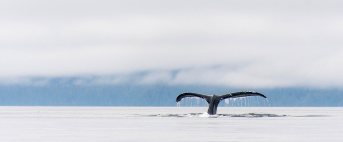 Humpback whale tail