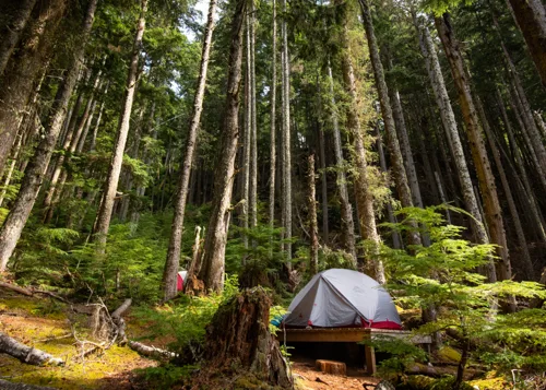An expedition tent in a dense forest on Hanson Island