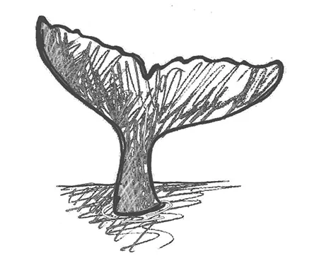 Whale tail graphic