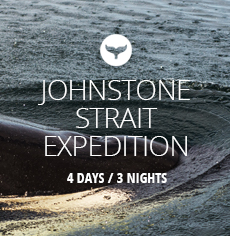 Johnstone Strait Expedition (4-day) nav image