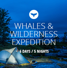 Whales and Wilderness Expedition nav image