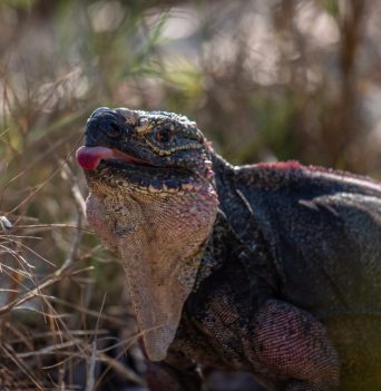 A turtle on the beach in the Bahamas