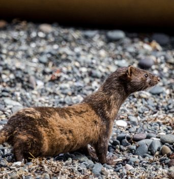 River otter on a beach in coastal BC