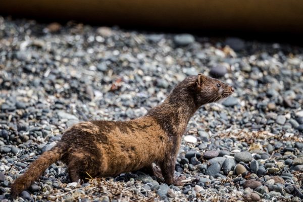 River otter on a beach in coastal BC