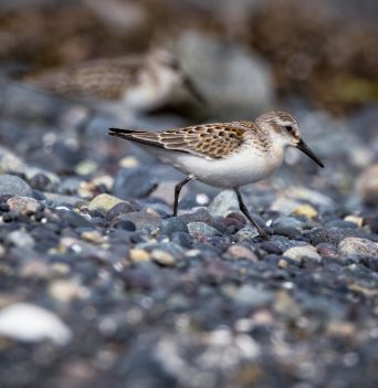 A sandpiper on a beach in British Columbia