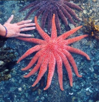 A large sea star in British Columbia's intertidal zone