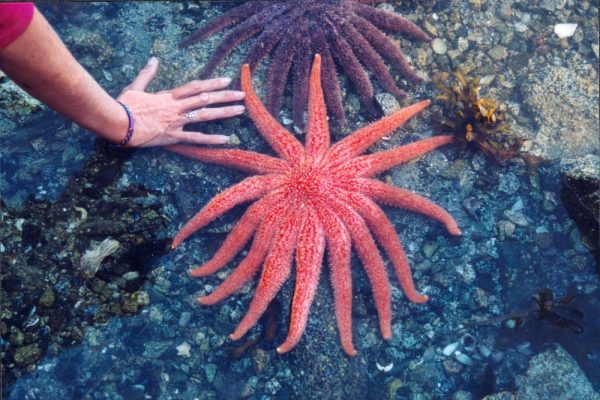 A large sea star in British Columbia's intertidal zone