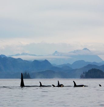 Pod of orcas off Vancouver Island
