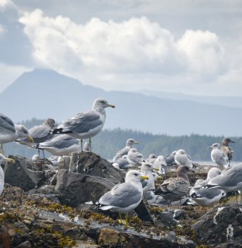 Large group of seagulls on a rock in the Johnstone Strait