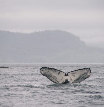 Tail of humpback whale out of water