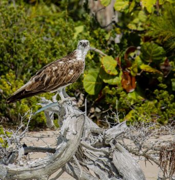 A bird standing on a piece of wood with tropical plants