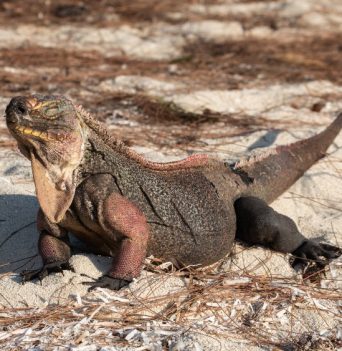 An iguana on the beach in the Bahamas