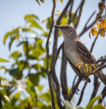 A small bird in a tree in the Bahamas