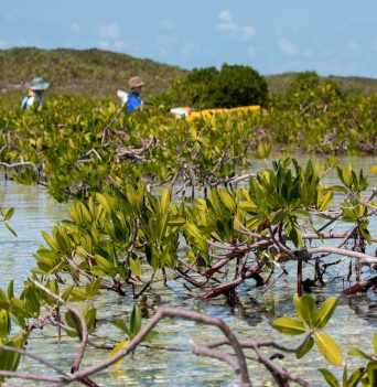 A mangrove forest in the Bahamas