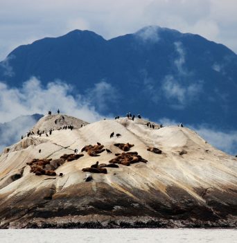 A group of seals and birds sharing a large rock in Patagonia