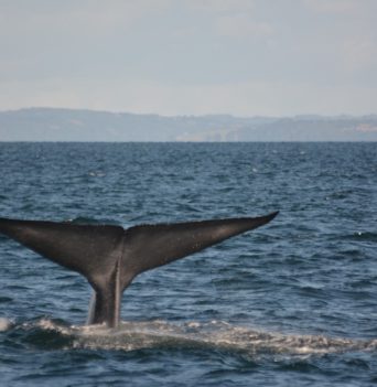 The tail of a whale coming out of the water in Chile