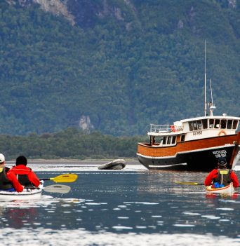 A group of kayakers paddling towards a boat in Chile