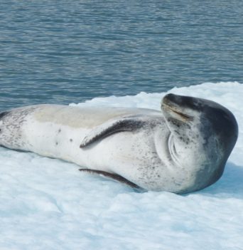 A seal resting on ice in Chile