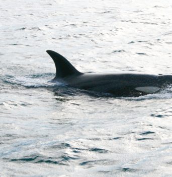 An orca coming out of the water in Chile
