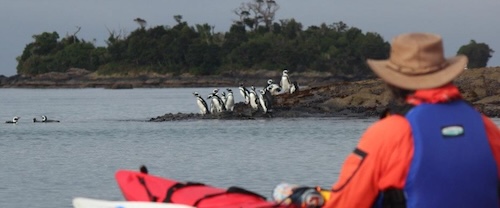 Kayaker with penguins in Chile