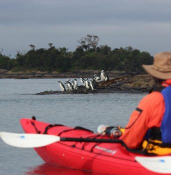 A kayaker watching a group of penguins on the shore in Chile