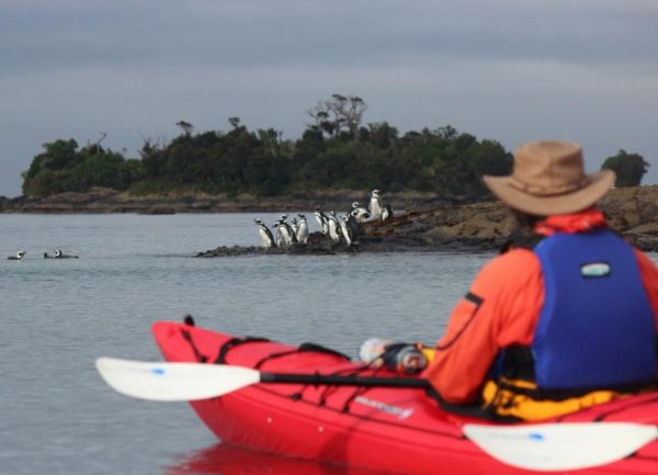 A kayaker watching a group of penguins on the shore in Chile