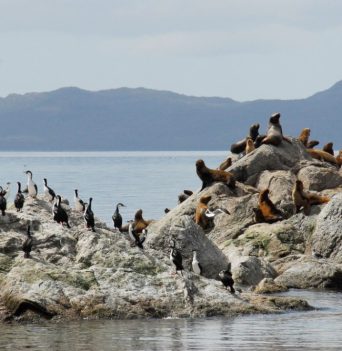 A group of seals and birds sharing a rock in Chilean Patagonia
