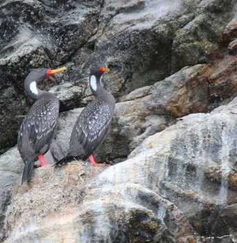 Two birds perched on a rock in Chile