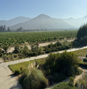 Vinyard in a Chilean mountain range