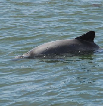 Dolphin in Chilean Patagonia