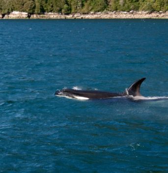 An orca coming out of the water in Chile