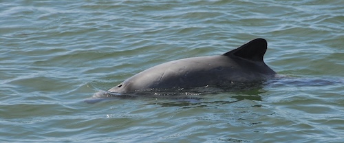 Dolphin in Chilean waters