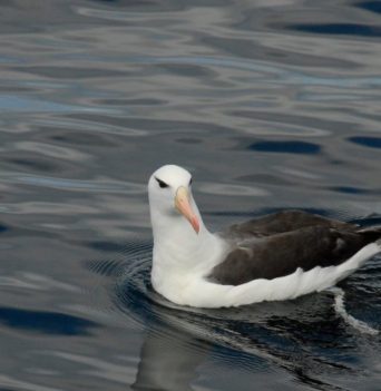 A white seabird floating on water