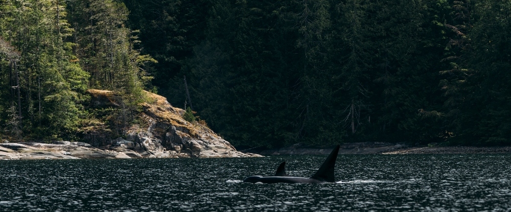 A pod of orcas travelling along a rocky coastline in Coastal BC
