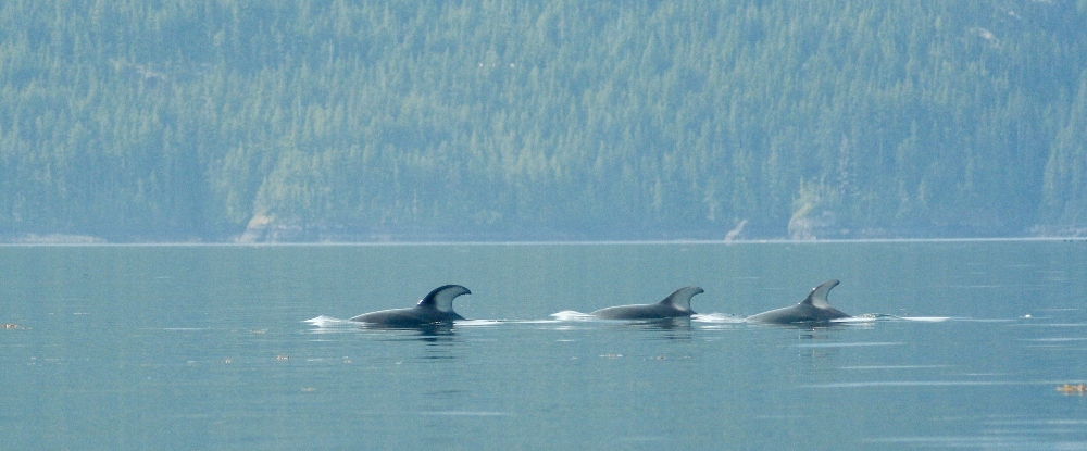 A pod of dolphins travelling through the Johnstone Strait