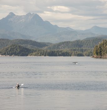 Kayaker paddling with a whales tail in the distance